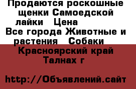 Продаются роскошные щенки Самоедской лайки › Цена ­ 40 000 - Все города Животные и растения » Собаки   . Красноярский край,Талнах г.